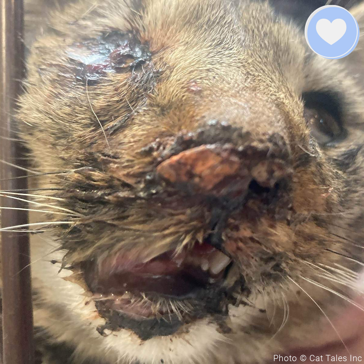 Funded - Save Santo's Sweet Face、mySite、camillekostekn