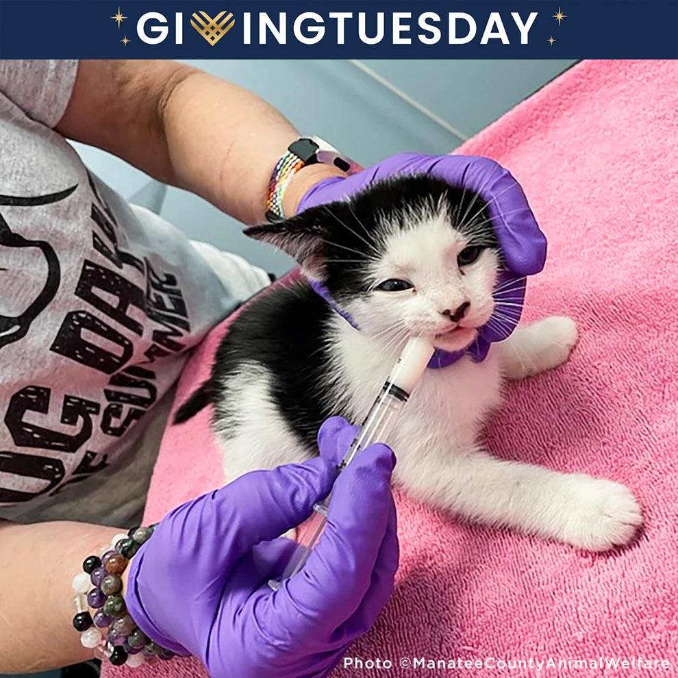 GivingTuesday: Care Package Drive for Shelter Pets、mySite、camillekostekn