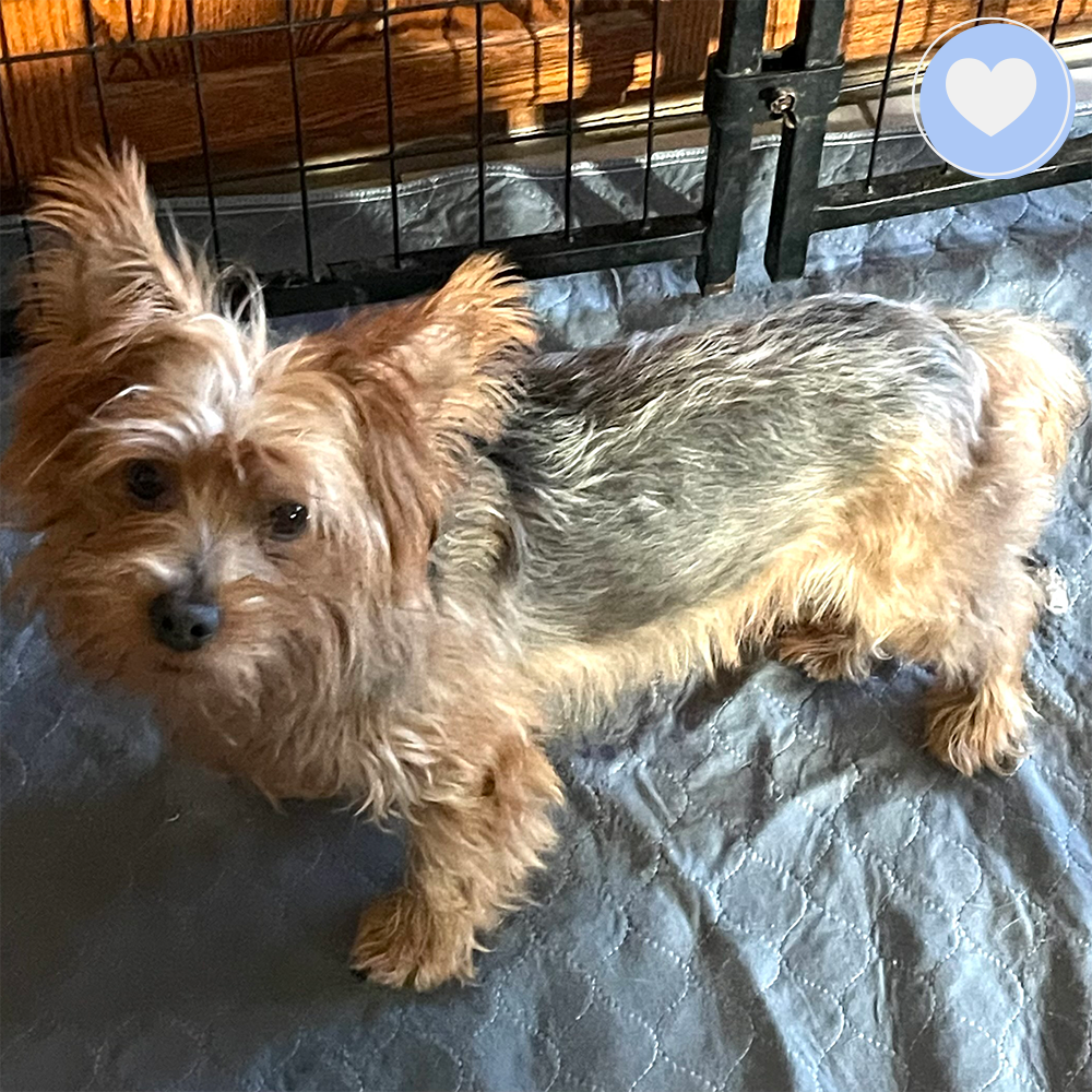 Funded: Chewy Needs Surgery to Heal His Heart、mySite、camillekostekn