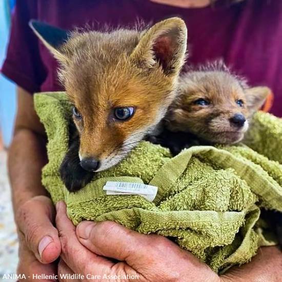 Funded: Emaciated, One-Eyed Fox Cub Needs Love & Care、mySite、camillekostekn