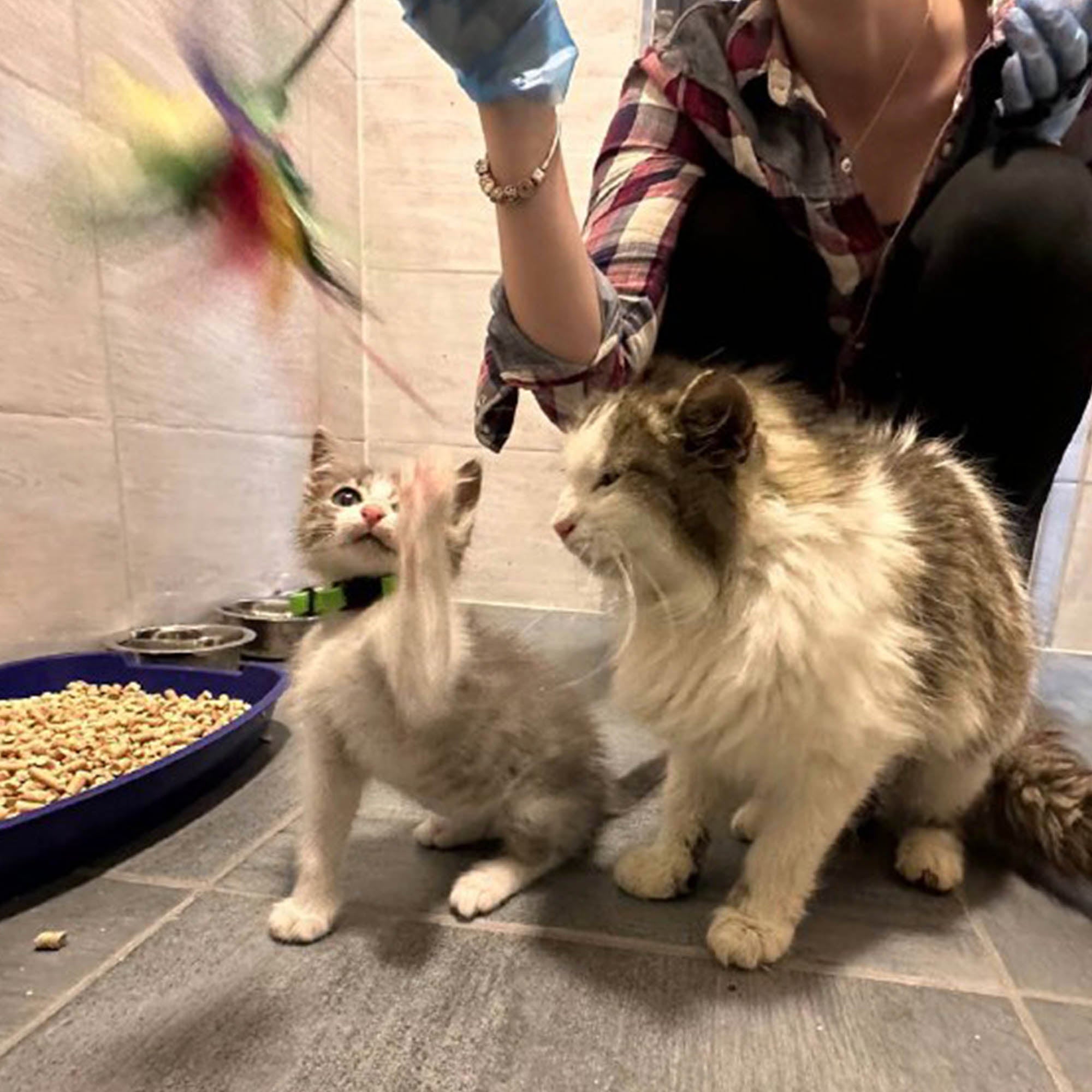 Funded: Michelle And Her Kittens Need You To Beat Severe Illness、mySite、camillekostekn