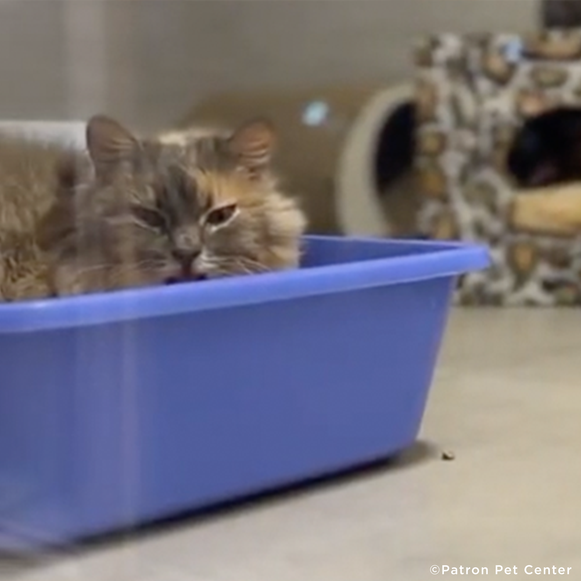 Funded: Help Senior Cat Rescued From Frontlines Heal、mySite、camillekostekn