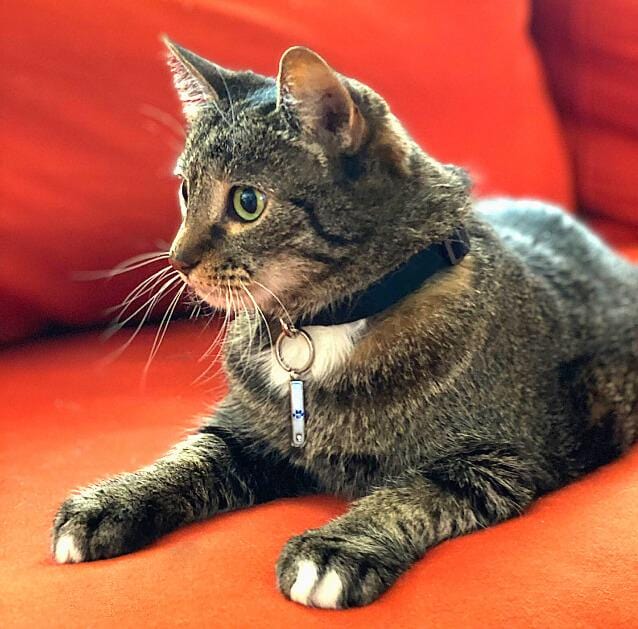 Pet Rhinestone Rectangular Mezuzah、mySite、topwebapps