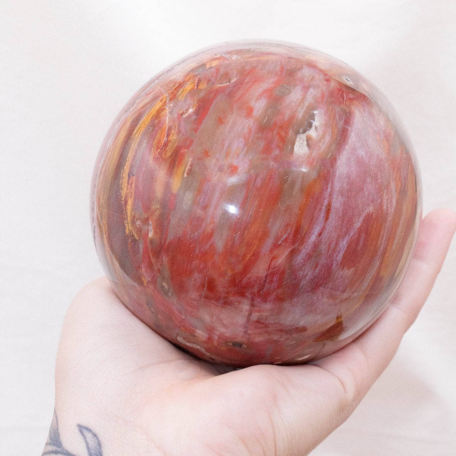 Petrified Wood Sphere - AAA Premium Quality、mySite、hinf8tx79
