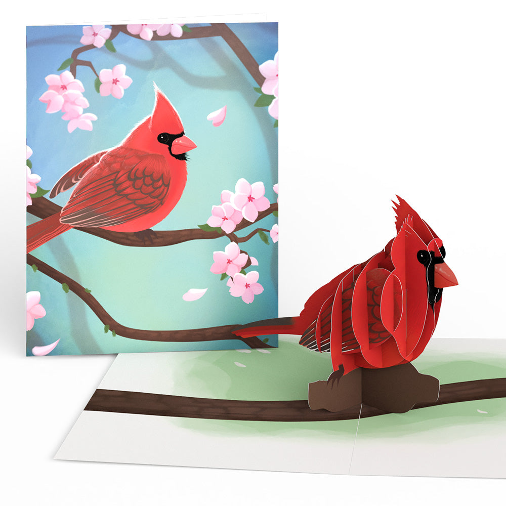 Spring Birds Box Set (Assorted 12-Pack): Paperpop® Card、mySite、solidvoid
