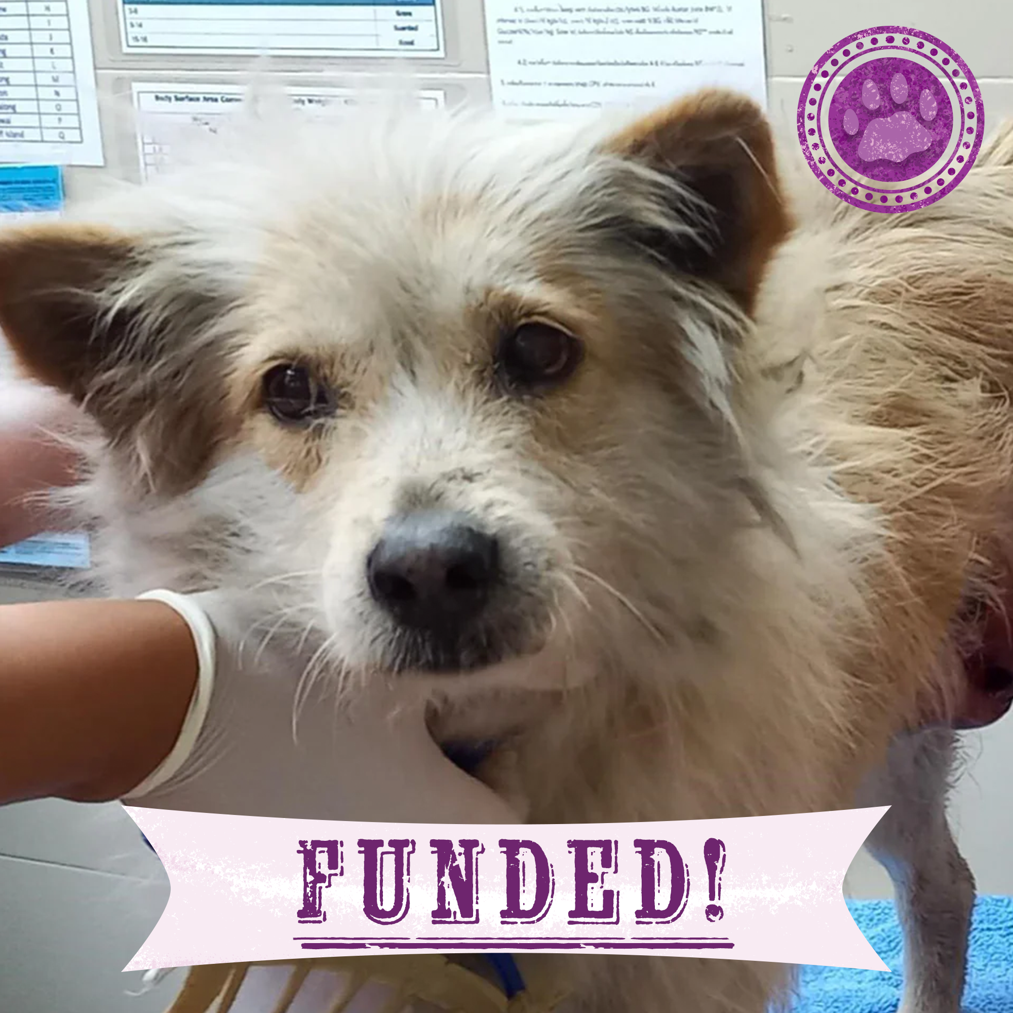 Funded: Save Toeythalay's Leg After Tragic Car Accident、mySite、camillekostekn