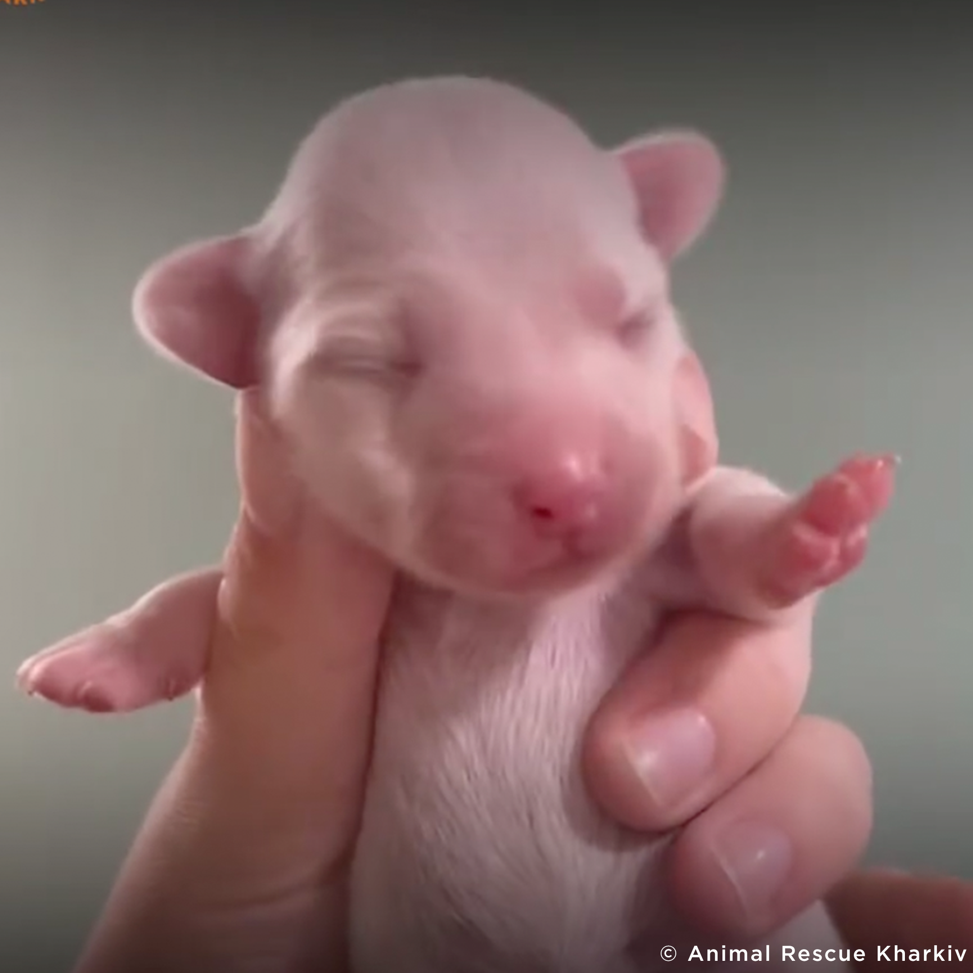 Funded: Help Lasunka Heal After Rescue From War Zone、mySite、camillekostekn