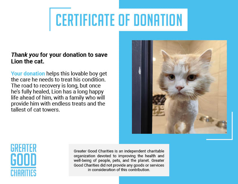 Funded: Help Lion Heal After Being Stranded in a War Zone、mySite、camillekostekn