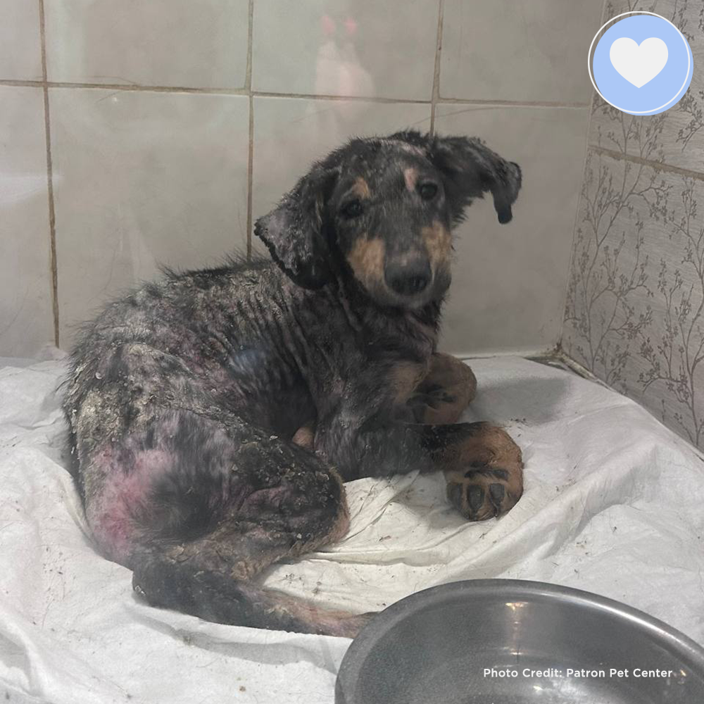 Funded: Save Judith's Skin From Infection、mySite、camillekostekn