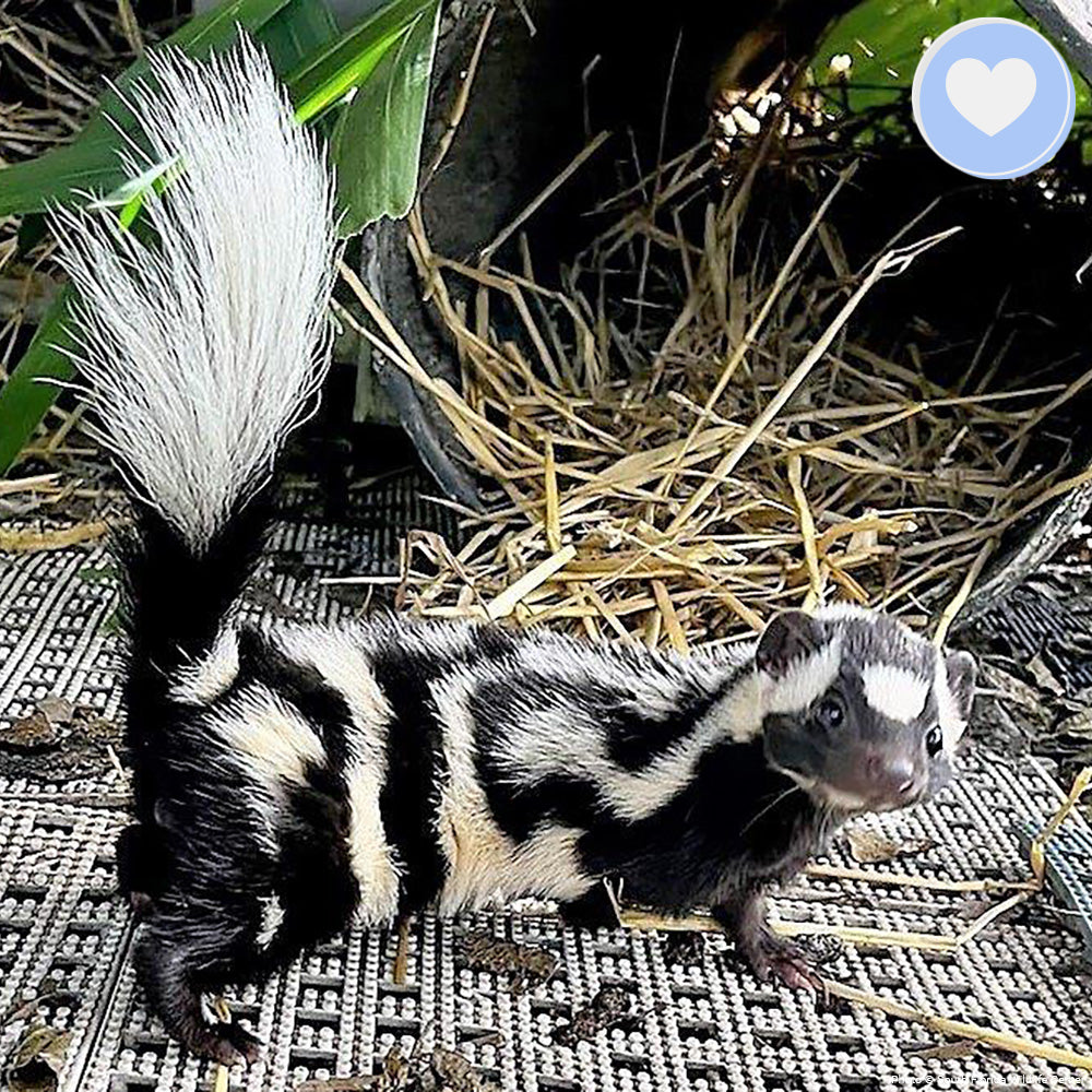 Help Renovate Wildlife Clinics and Sanctuaries、mySite、camillekostekn