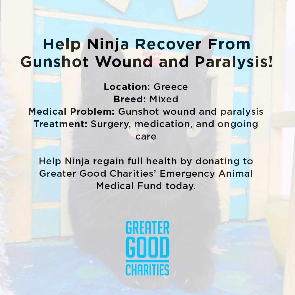 Funded: Help Ninja Recover From Gunshot Wound and Paralysis、mySite、camillekostekn