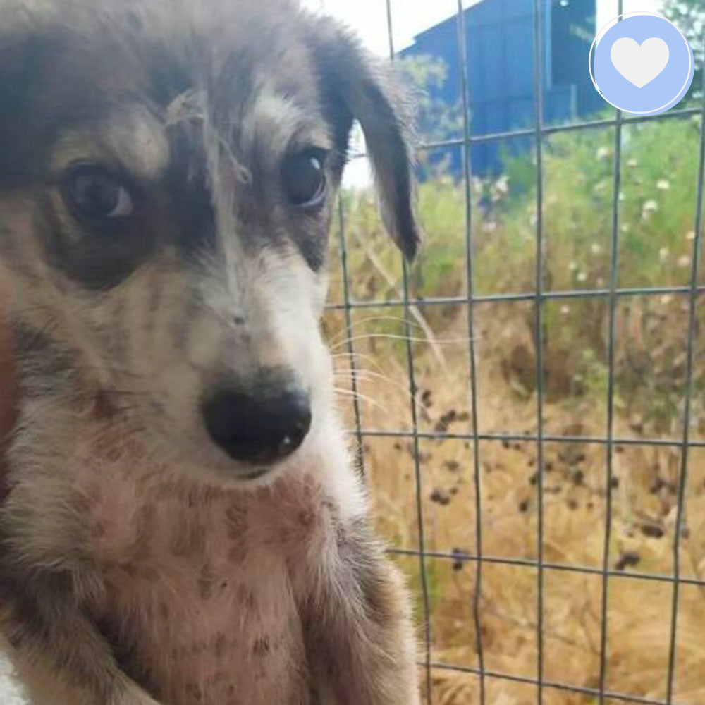 Funded: Give Aphrodite a Chance to Survive and Thrive、mySite、camillekostekn