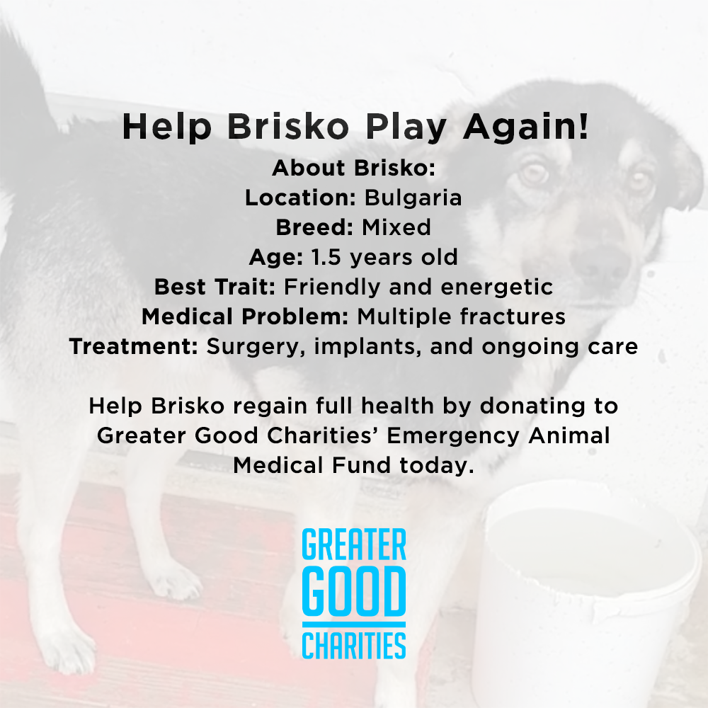 Funded - Help Playful Brisko Heal After Hit & Run、mySite、camillekostekn