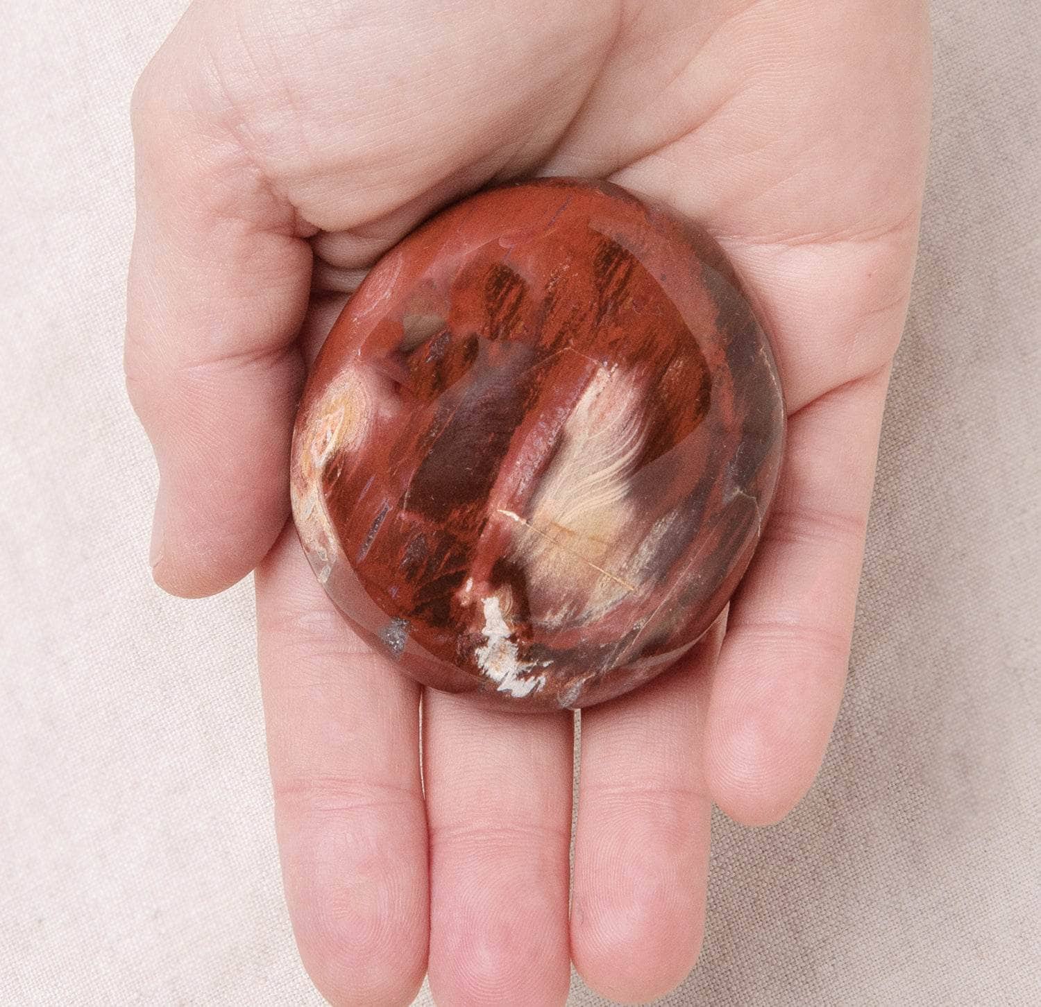 Petrified Wood Palm Stones - AAA Premium Quality、mySite、hinf8tx79