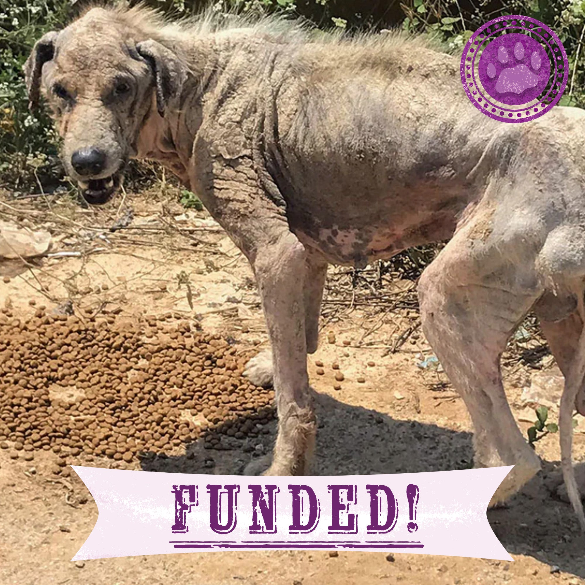 Funded: Help Gaia Survive Mange and Starvation、mySite、camillekostekn
