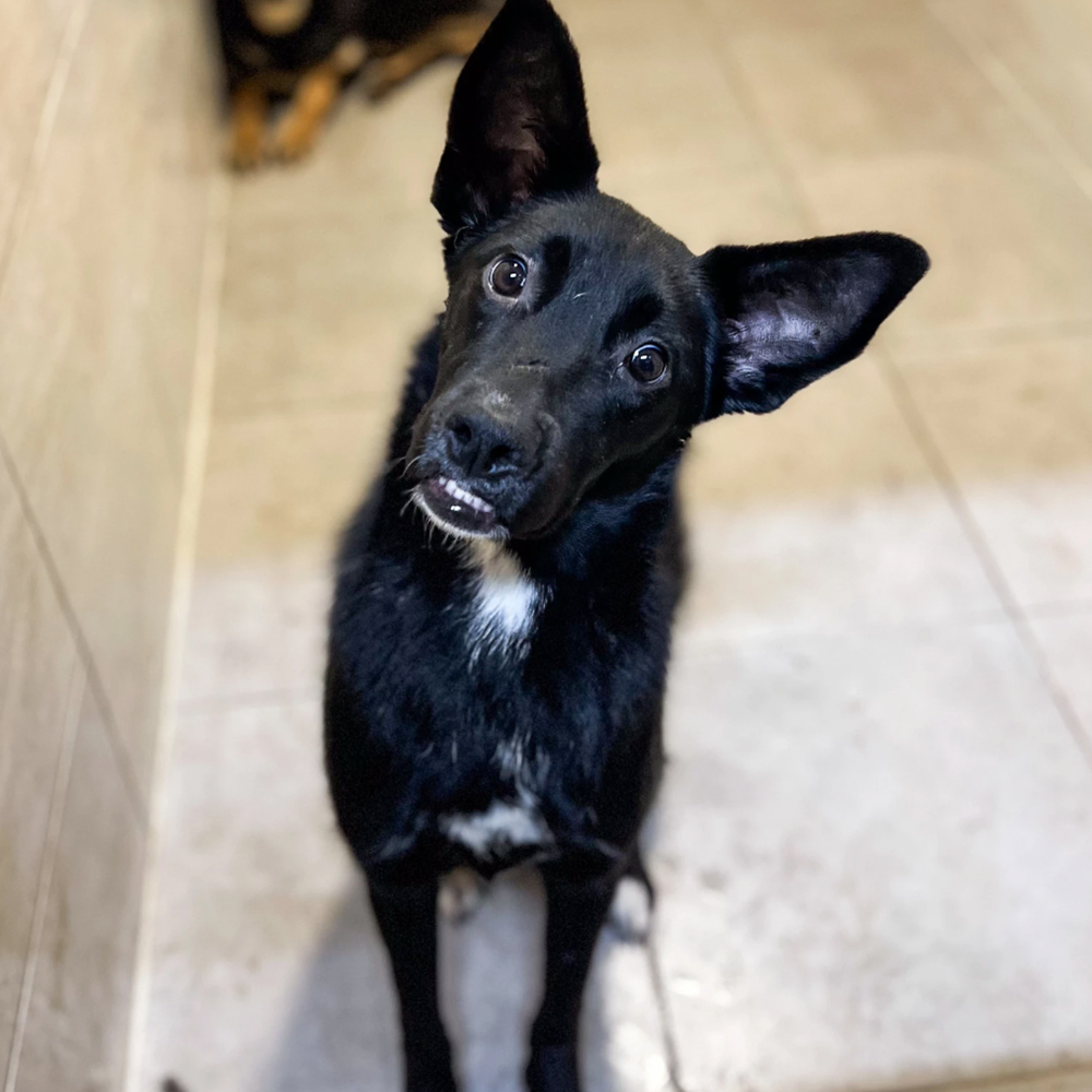 A Horrible Wound Gave Him A Permanent Smile That Only Surgery Can Fix、mySite、camillekostekn