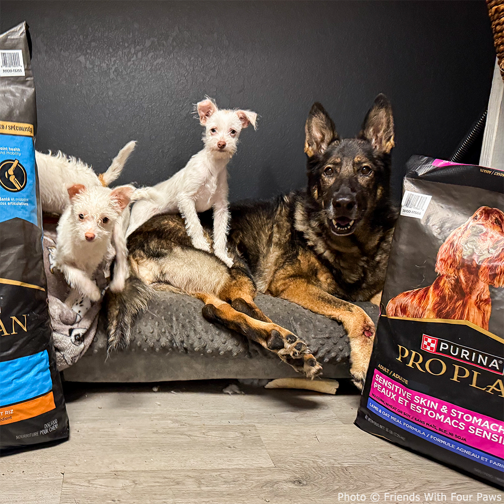 Send a Care Package to a Shelter Pet this Holiday Season、mySite、camillekostekn