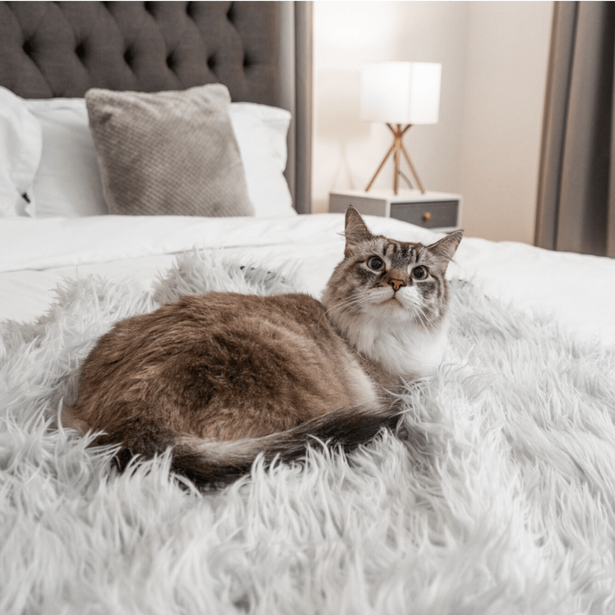 CatNap™ Anti-Scratch & Waterproof Throw Blanket - Grey、mySite、solidvoid