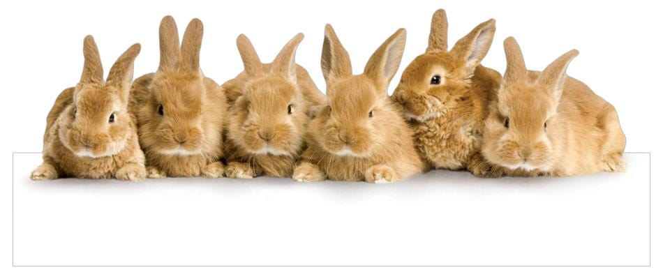  Note Card - Row of Bunnies、mySite、ghnorth