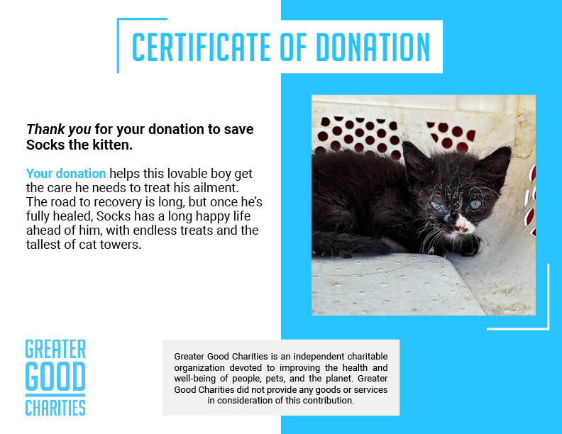 Funded: Save Socks' Sight After Severe Infection、mySite、camillekostekn