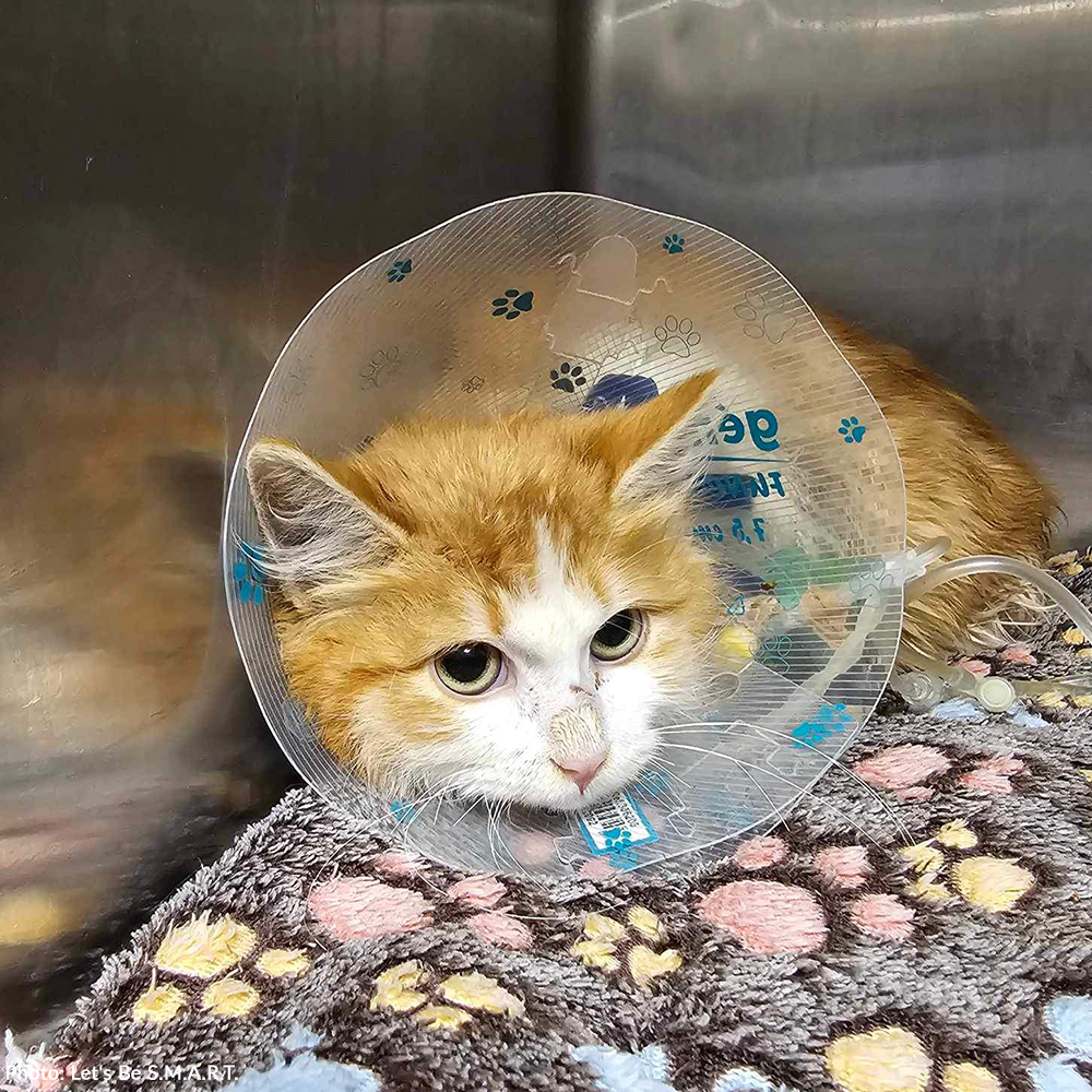 Funded: Help Leo and Tabitha Heal After Brutal Dog Attack、mySite、camillekostekn