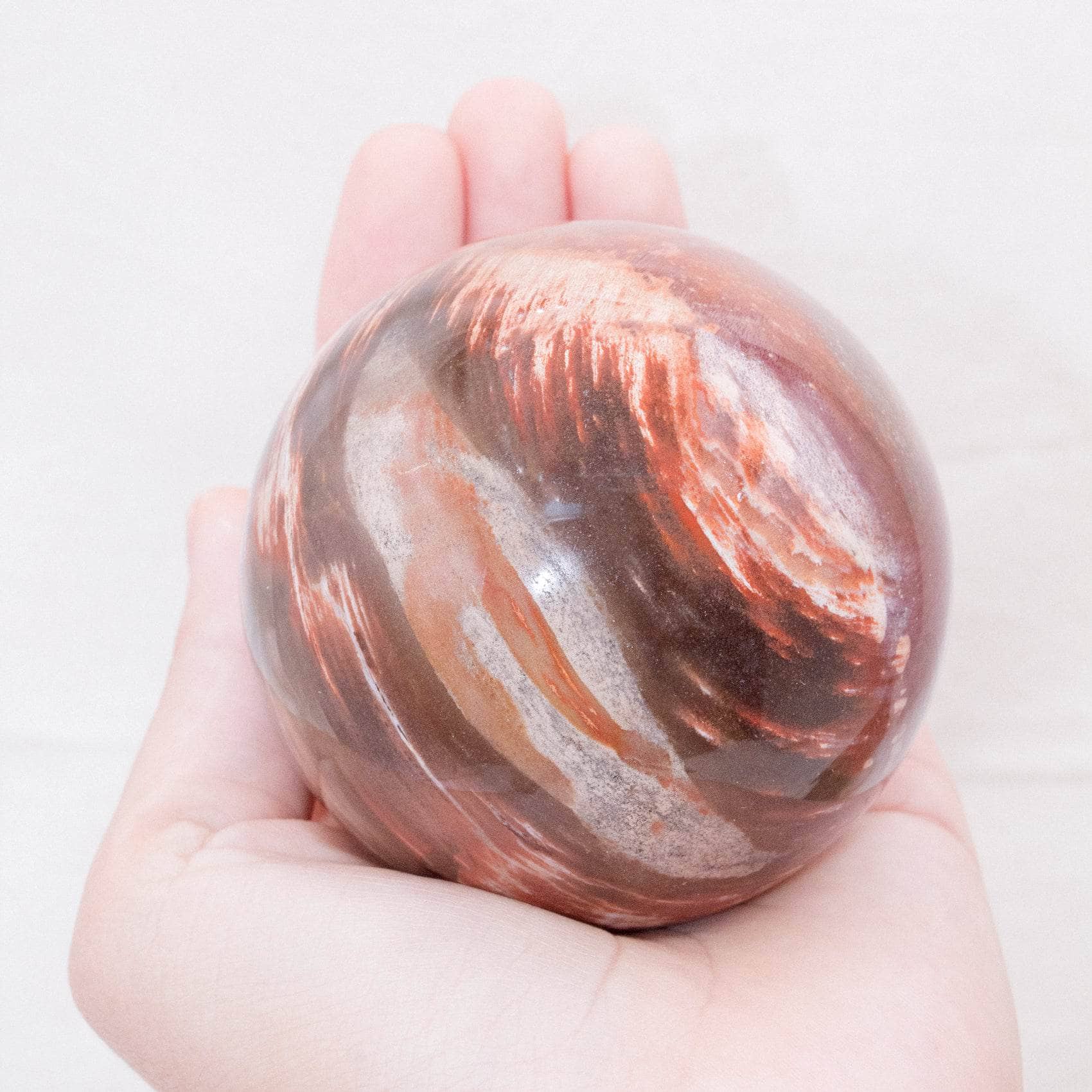 Petrified Wood Sphere - AAA Premium Quality、mySite、hinf8tx79