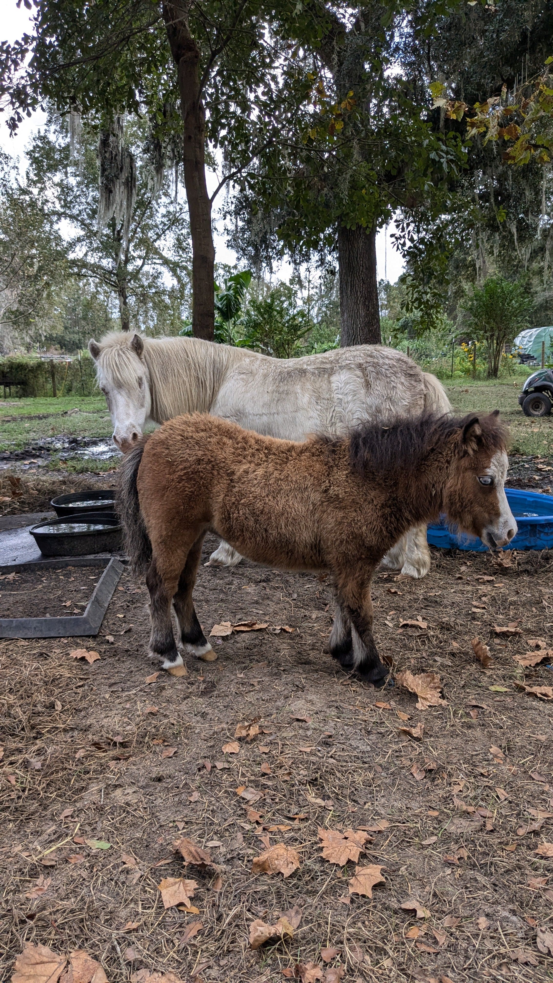 Cow Cuddle EXPERIENCES Gift Certificate-Great Gift Idea!、mySite、g9winljtr