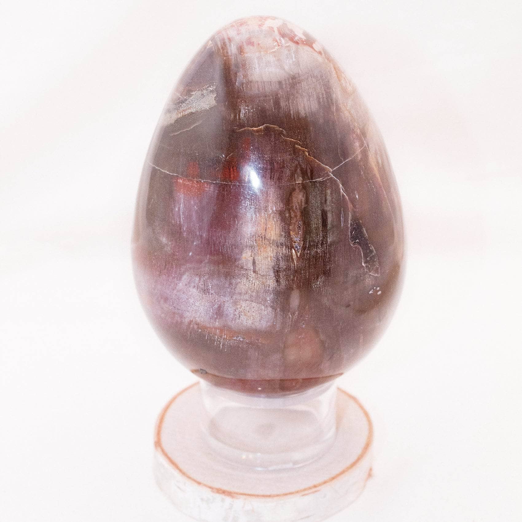 Petrified Wood Egg - AAA Premium Quality、mySite、hinf8tx79