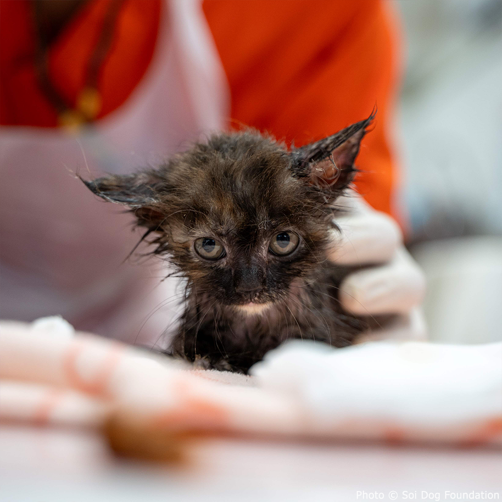 Funded: Help Hagan Heal From Horrifying Glue Trap Injury、mySite、camillekostekn