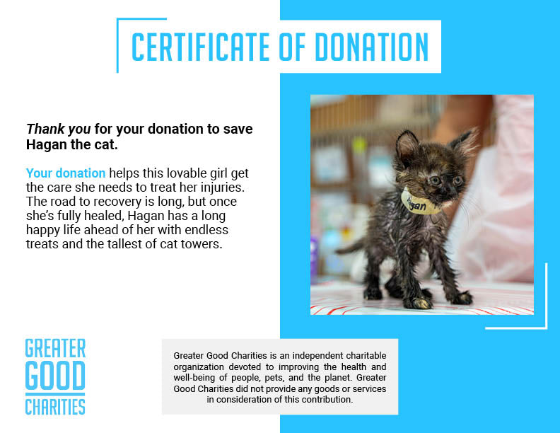 Funded: Help Hagan Heal From Horrifying Glue Trap Injury、mySite、camillekostekn