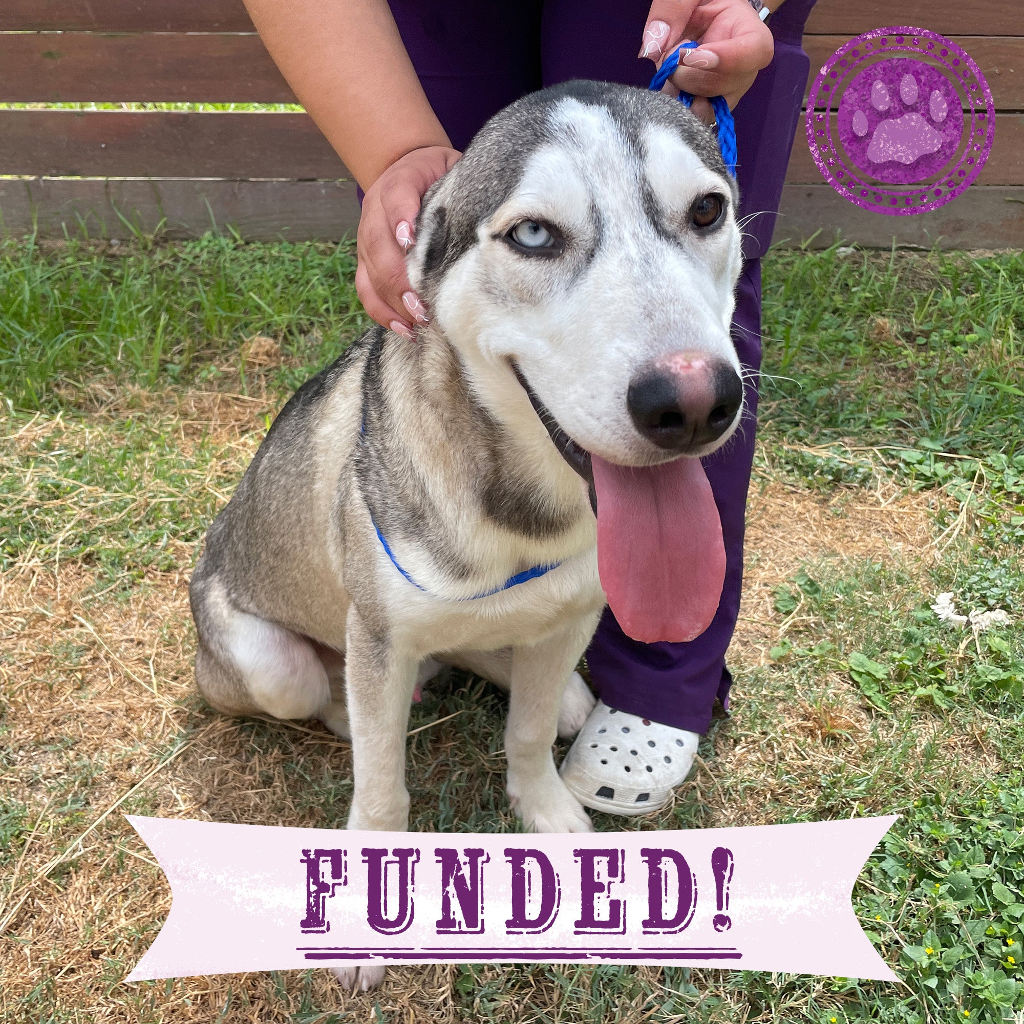 Funded-Help Heal Panchito’s Injured Hip、mySite、camillekostekn