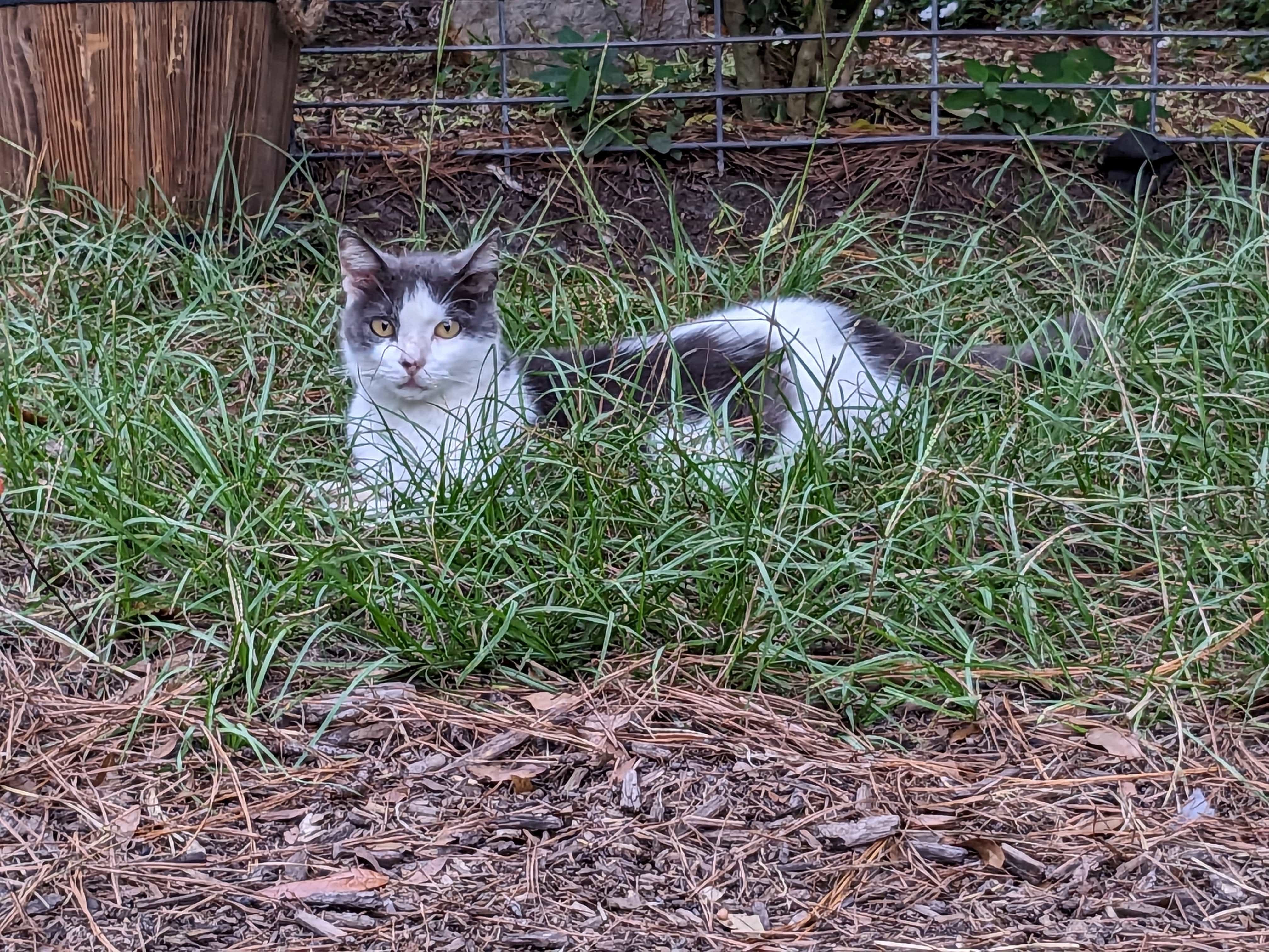 Gift Cards、mySite、g9winljtr