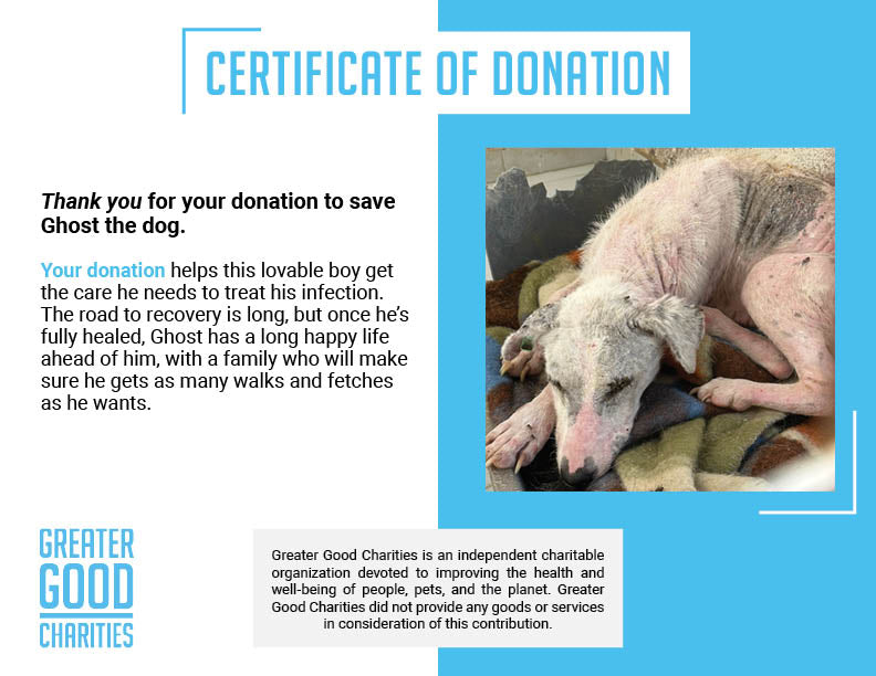 Funded: Help Ghost Recover From Painful Skin Infection、mySite、camillekostekn