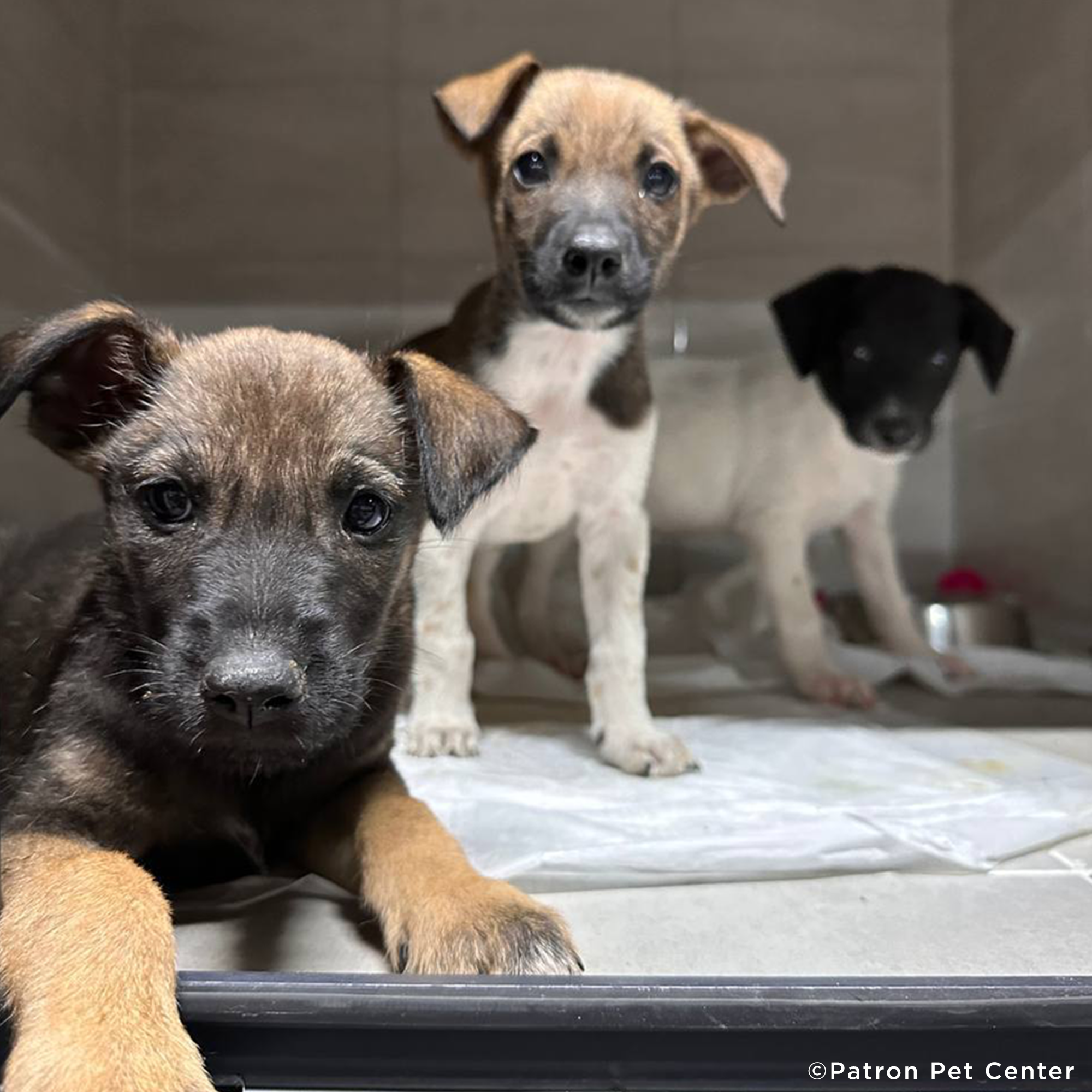 Funded: Help Abandoned Puppy In War Zone Walk Again、mySite、camillekostekn