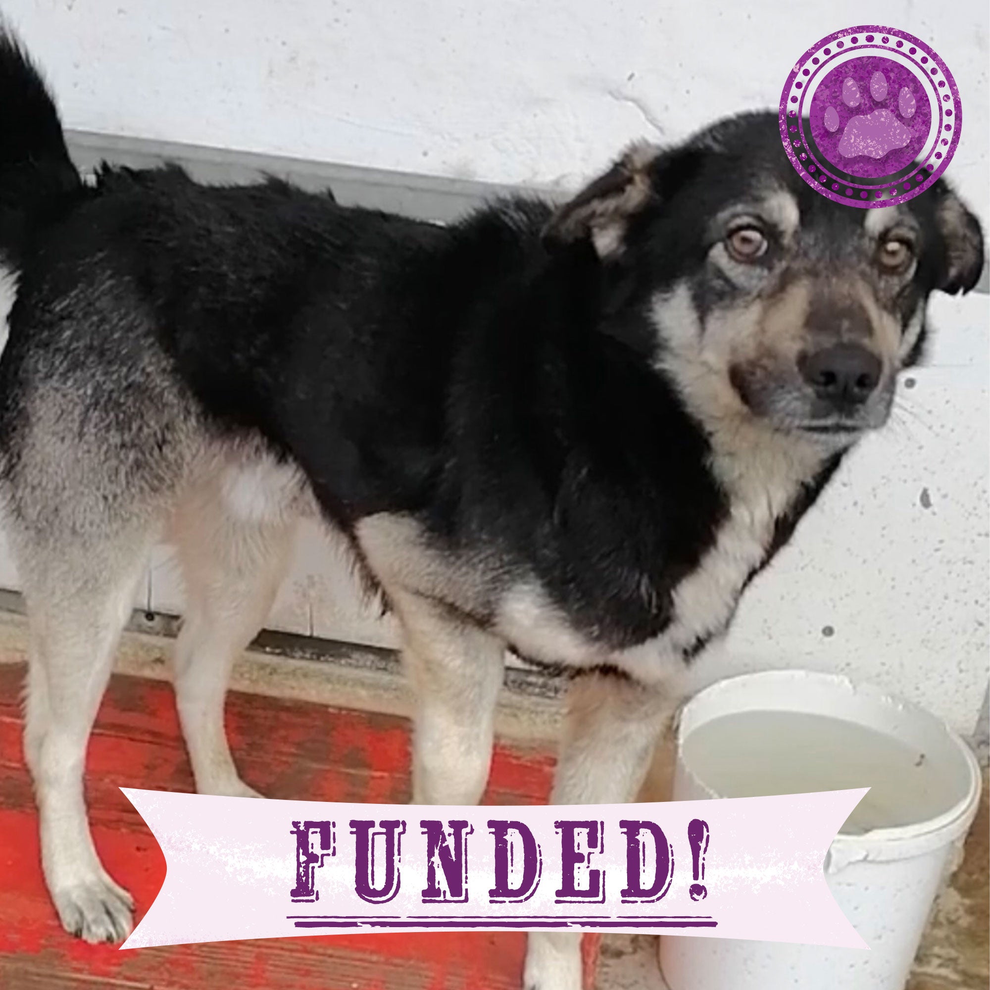 Funded - Help Playful Brisko Heal After Hit & Run、mySite、camillekostekn