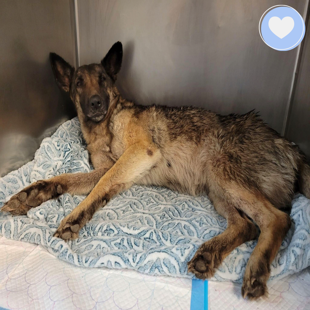 Funded - Save Turkey's Spine、mySite、camillekostekn