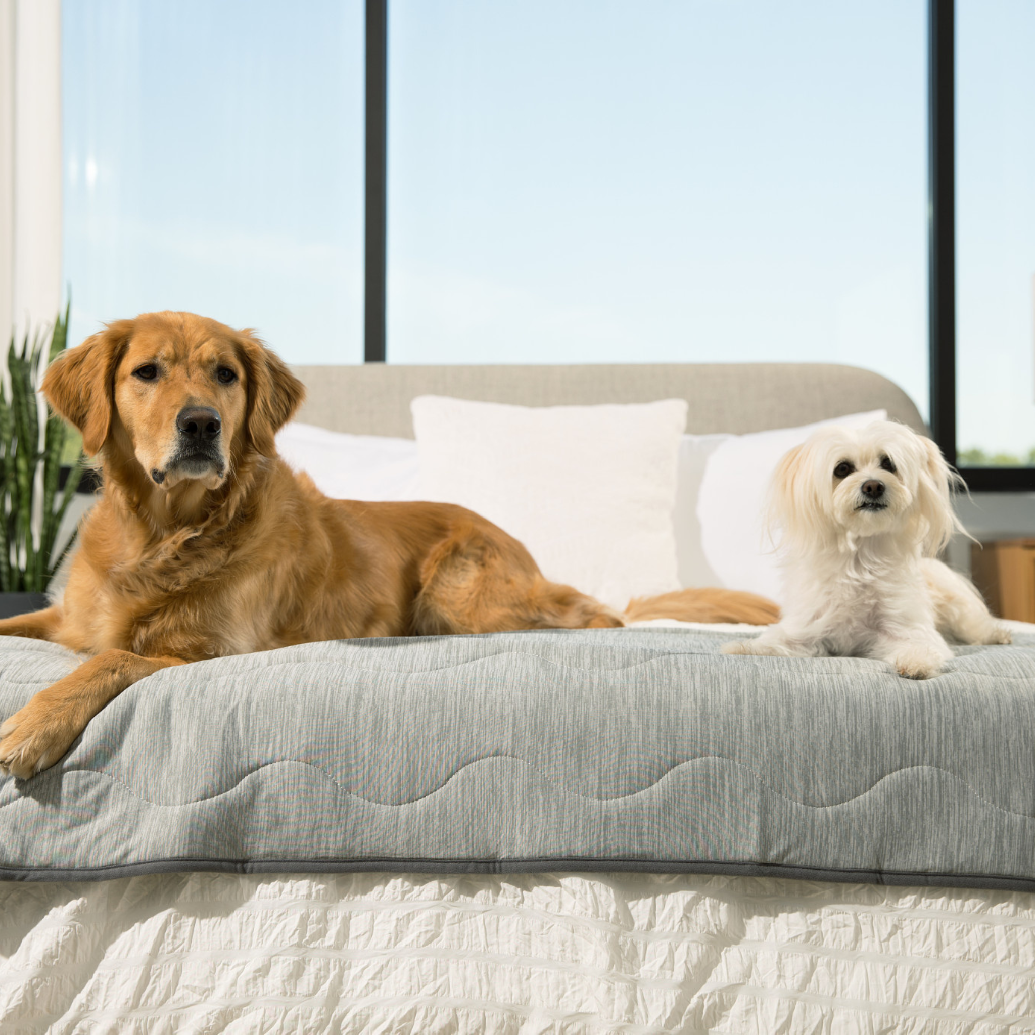 PupChill™ Cooling Waterproof Runner Blanket - Arctic Grey、mySite、solidvoid