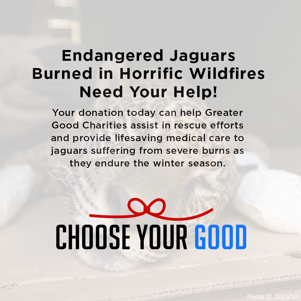 Endangered Jaguars Burned in Horrific Wildfires Need Your Help this Holiday Season、mySite、camillekostekn