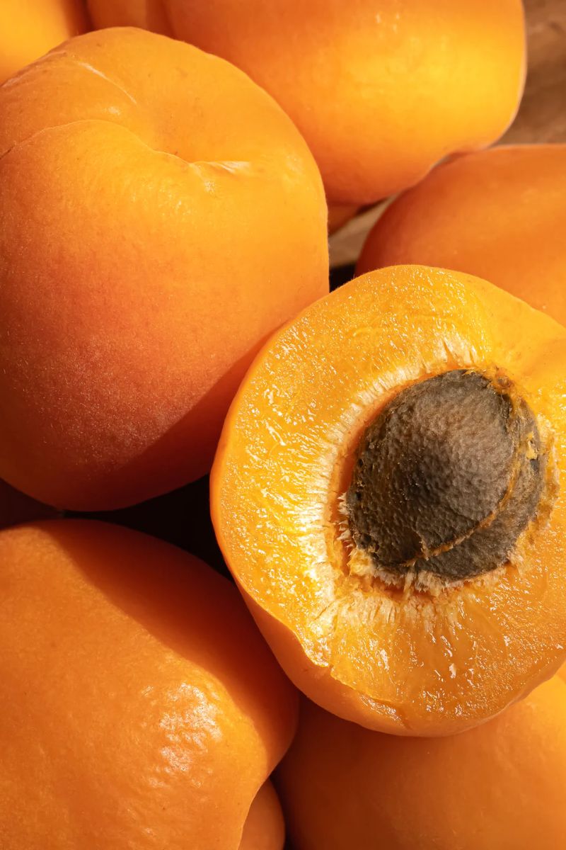 Pura Fragrance Refill - Festival (Moodcast)、mySite、hinf8tx79