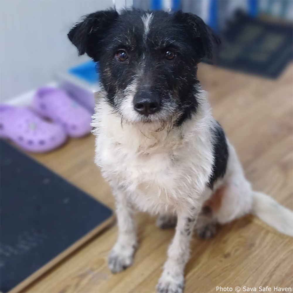 Funded: Save Fita from Terrible Stomach Wound、mySite、camillekostekn