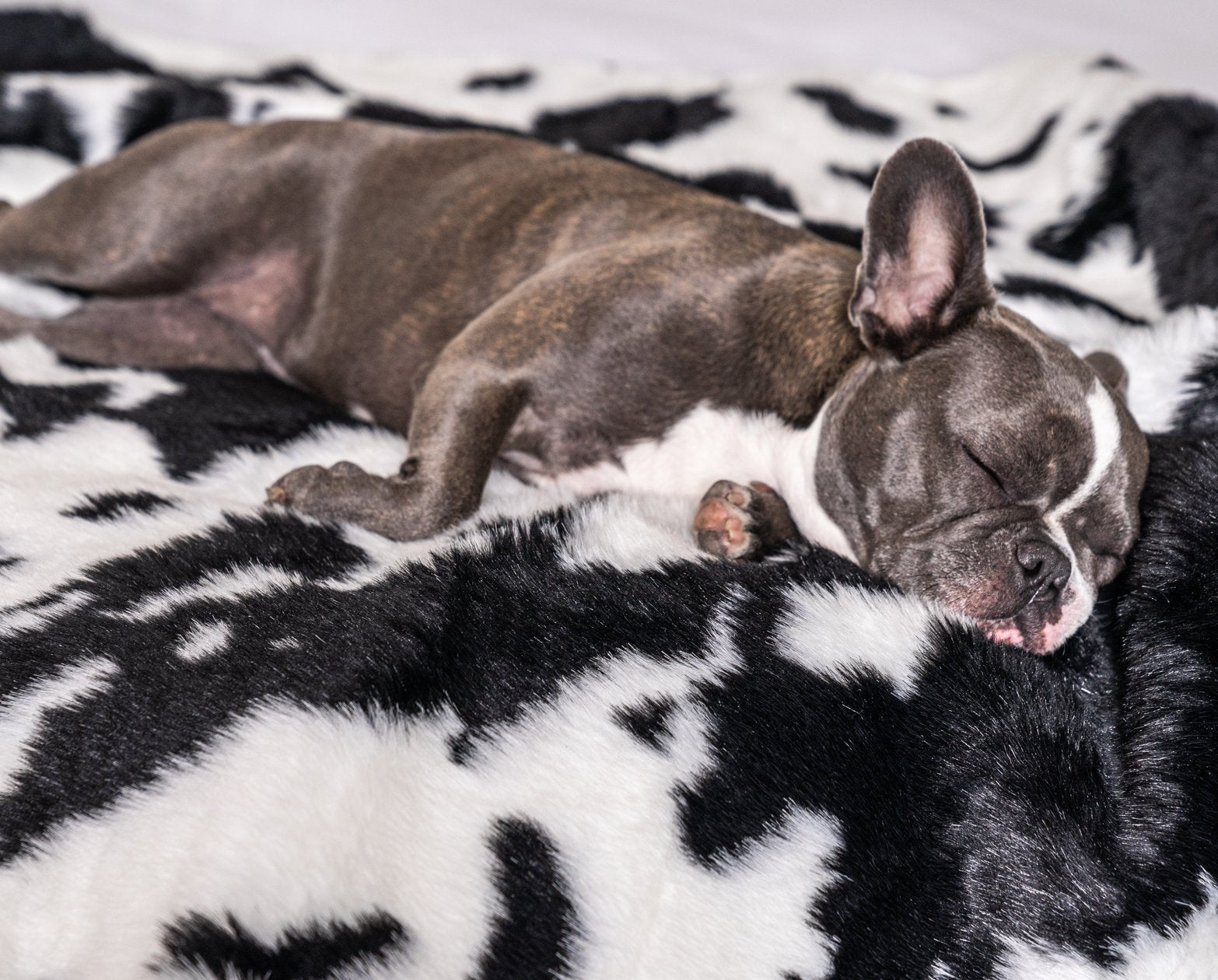 PupRug™ Memory Foam Bed + Matching Waterproof Blanket Bundle - Black Faux Cowhide、mySite、solidvoid