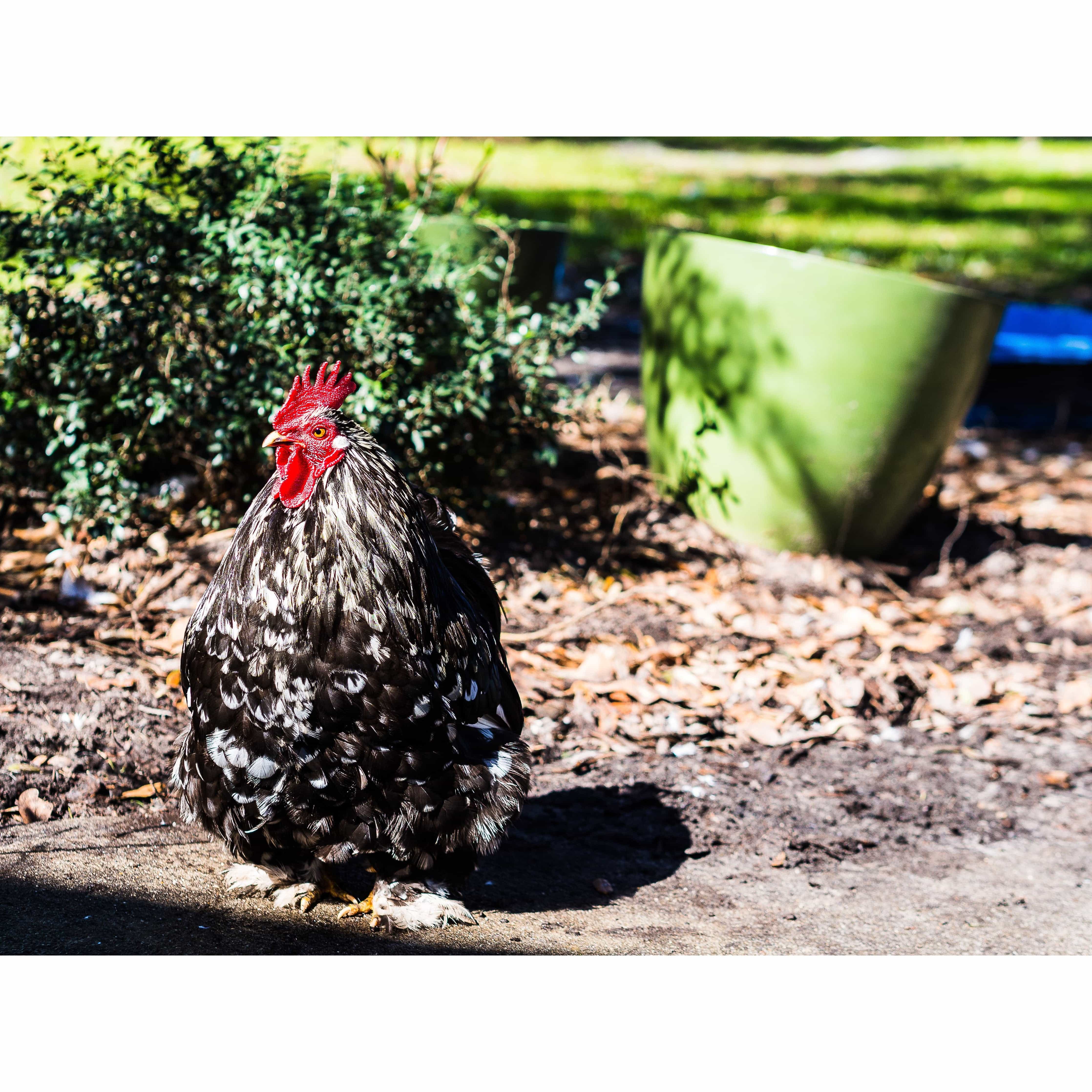 Give the GIFT of Compassion with a Rooterville Gift Card!、mySite、g9winljtr