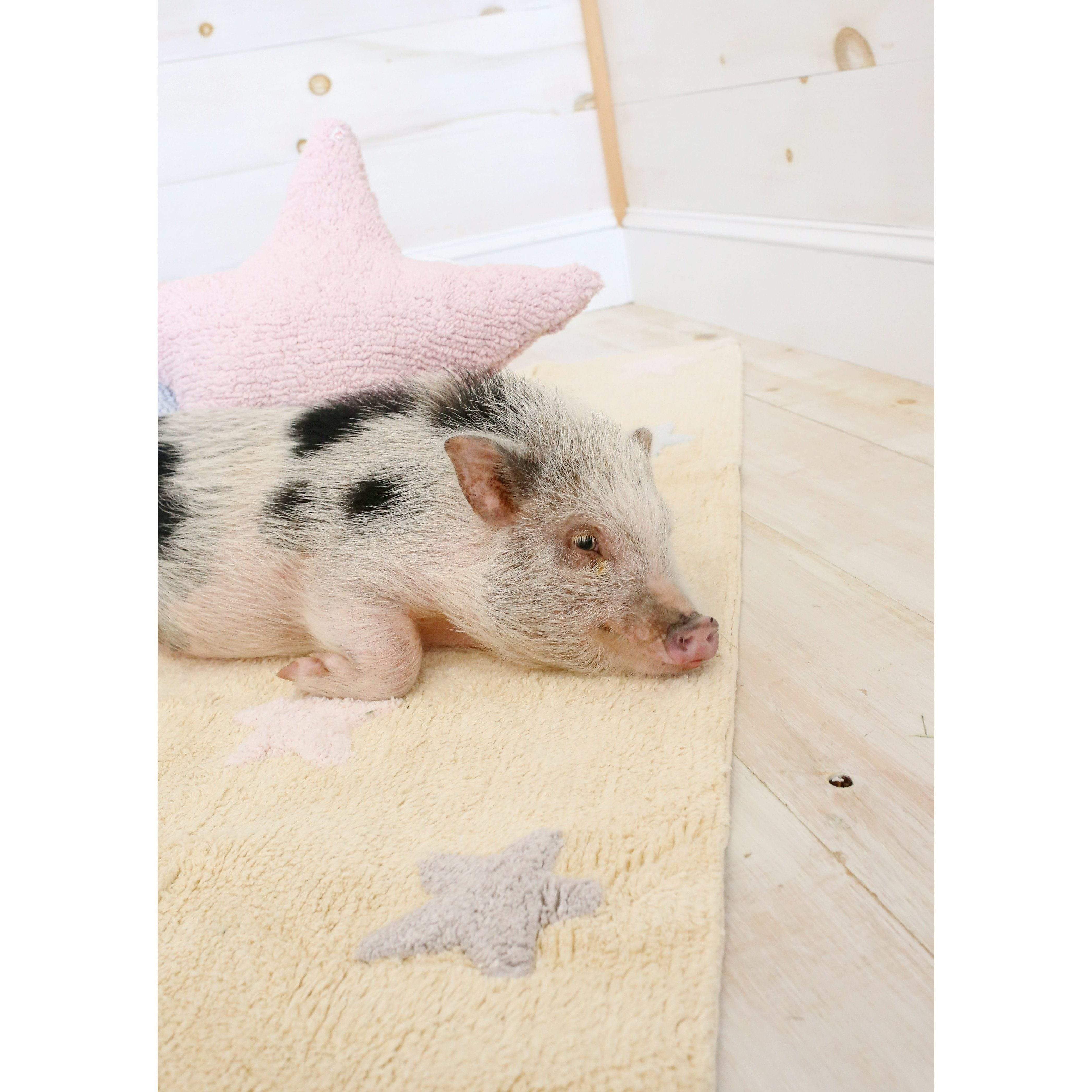 Star Pink Cushion、mySite、gigharbornorthrealestate