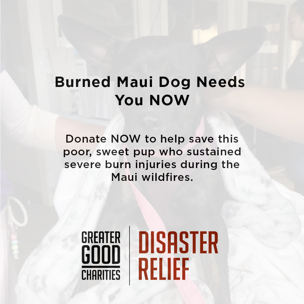 Funded - Help a Pup Saved From the Maui Wildfires、mySite、camillekostekn