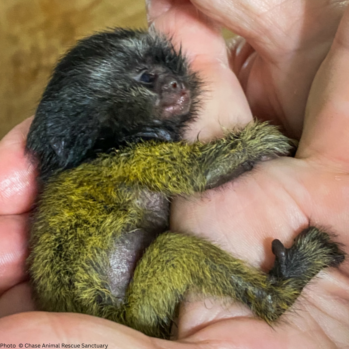 URGENT: Help Wildlife Affected By Recent Hurricanes、mySite、camillekostekn