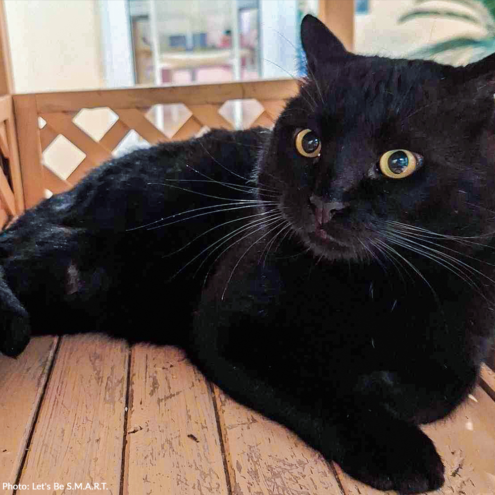 Funded: Help Ninja Recover From Gunshot Wound and Paralysis、mySite、camillekostekn