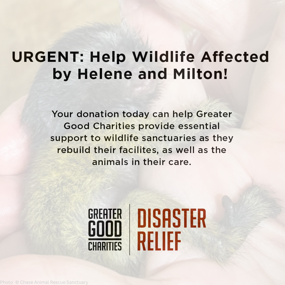URGENT: Help Wildlife Affected By Recent Hurricanes、mySite、camillekostekn