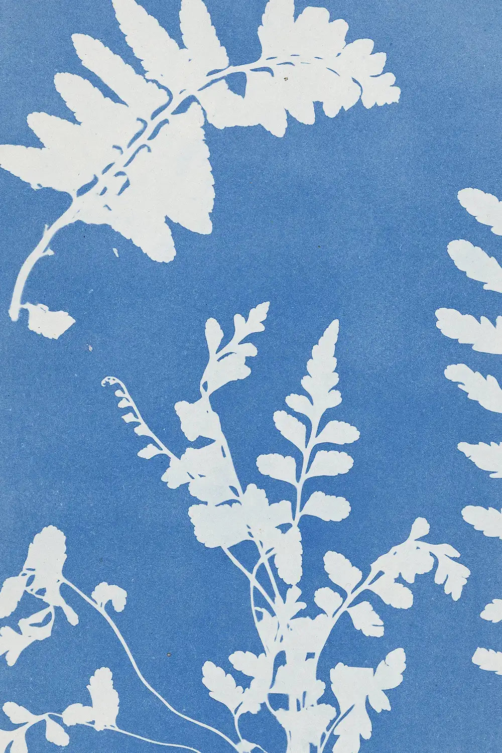 Cyanotype Plant Art Print、mySite、gigharbornorthrealestate