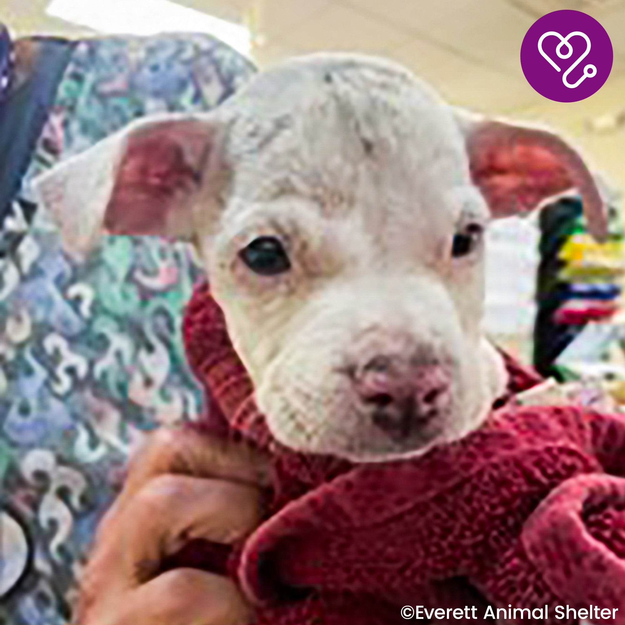 Funded: Save Beetlejuice From Severe Emaciation、mySite、camillekostekn