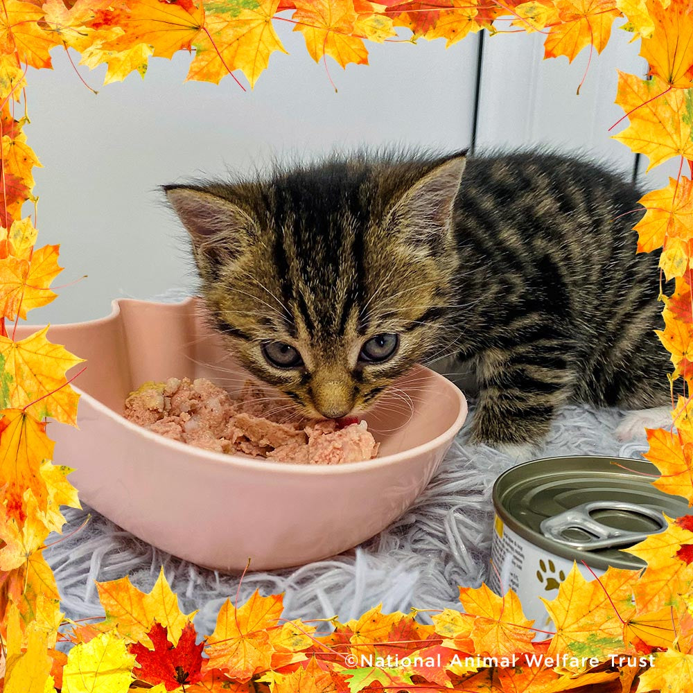 Thanksgiving Pet Food Drive | Help Feed 1 Million Shelter Pets、mySite、camillekostekn